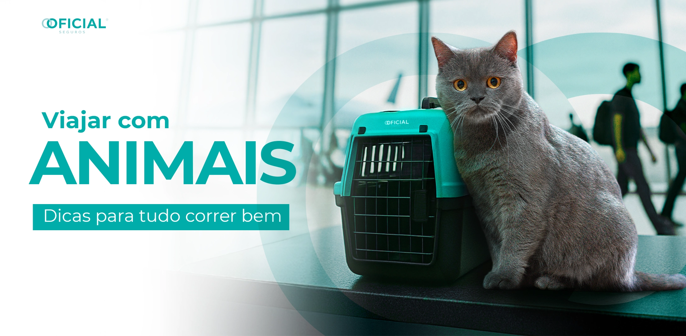 Viajar com animais Dicas para tudo correr bem