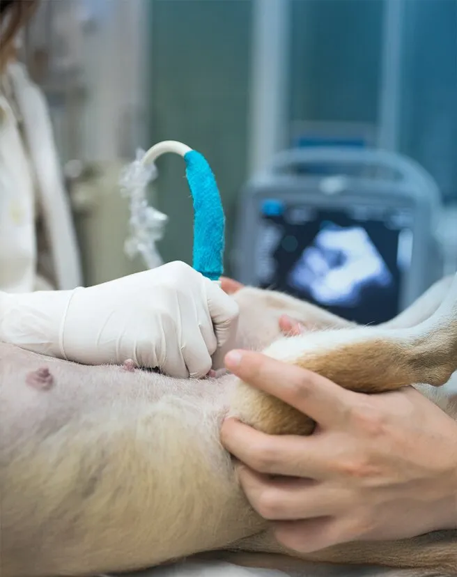 E se surgir uma urgência veterinária