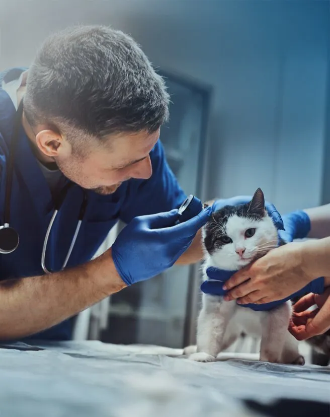 Seguro Pet - Pet Assistência