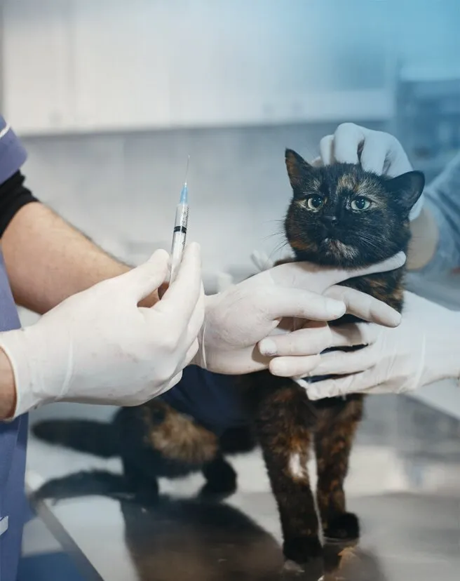 Seguro Pet - Responsabilidade Civil