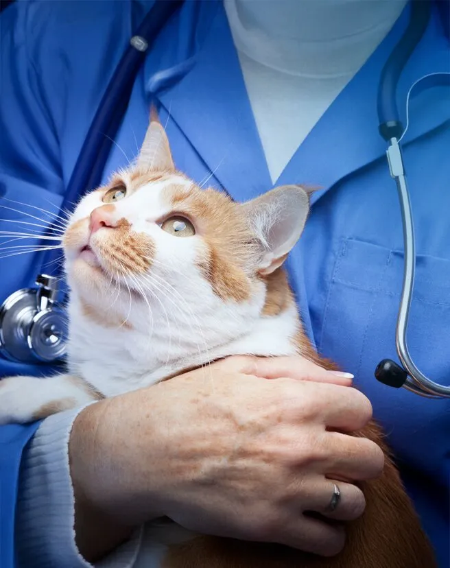 Seguro Pet - Urgência veterinária