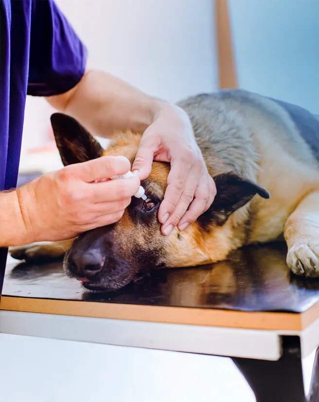 Seguro Pet - Veterinários em todo o lado