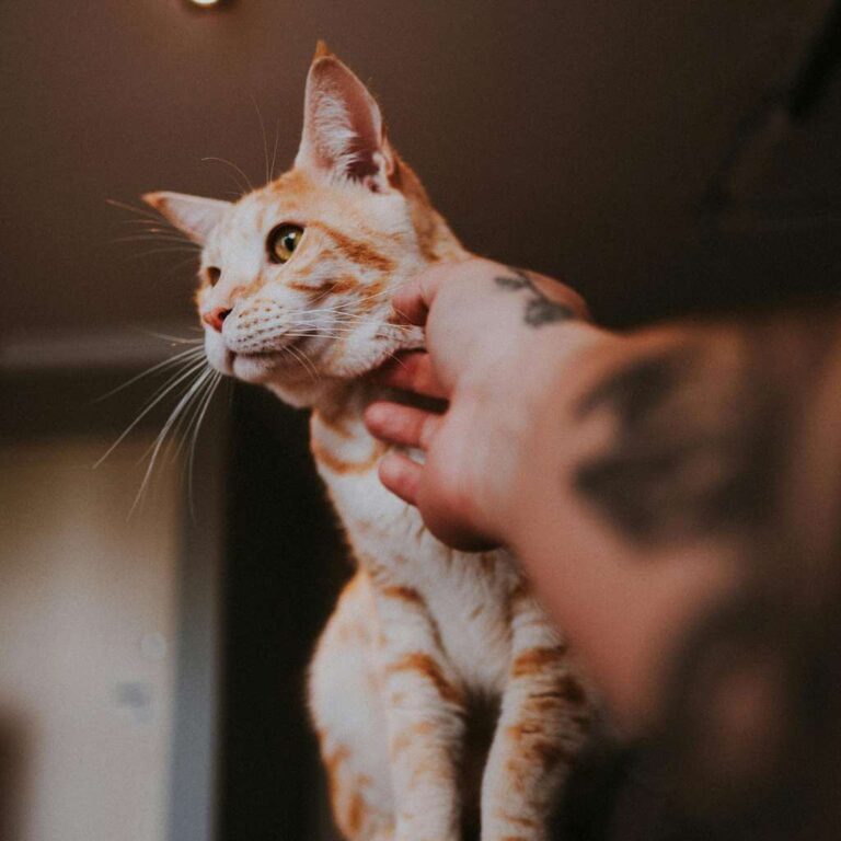 Seguro Animais de Companhia protege gatos